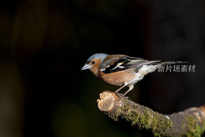 邪恶chaffch (Fringilla coelebs)